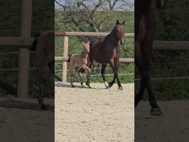 ✨️ M&acirc;le kwpn Isabelle Lusitanosport ✨️