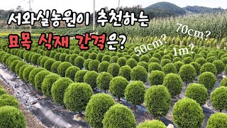 서와실농원이 추천하는 식재 간격은?
