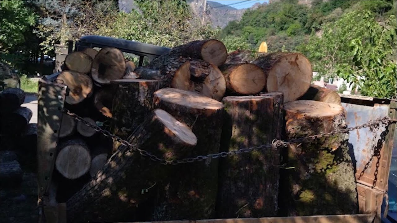 Թումանյանի ոստիկանները ապօրինի ծառահատման դեպք են բացահայտել