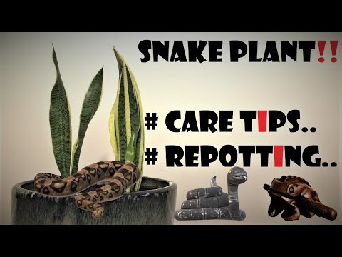 Snake Plant, what you need to know - Repotting and Care tips