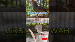 Download lagu Suara Prenjak Betina VS Ciblek Sawah Gacor Banget #shortsviral mp3 Download lagu Suara Prenjak Betina VS Ciblek Sawah Gacor Banget #shortsviral mp3
