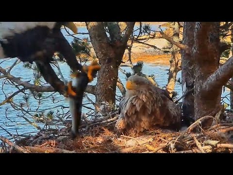 2017/05/12 15h53m Norwegian WTE ~Baron deliver a still alive fish~