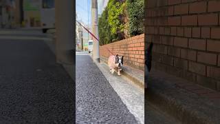 ダイエット頑張るフレブル