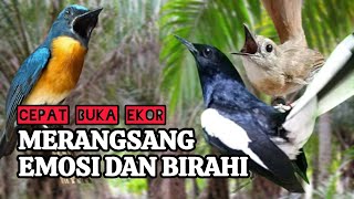 Download lagu TERBUKTI AMPUH, MERANGSANG EMOSI TLEDEKAN GUNUNG, SRDC DAN KACER mp3 Download lagu TERBUKTI AMPUH, MERANGSANG EMOSI TLEDEKAN GUNUNG, SRDC DAN KACER mp3