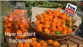 How to plant habanero seeds || Growing habanero peppers || siembra de chile habanero || Greendez