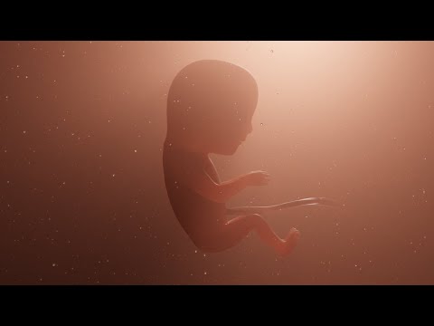 Sperm and egg fertilization - VR 360° Video