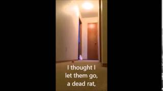 Cockatoo running around yelling absolute nonsense (subtitles)