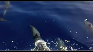 Observación de delfines en Madeira