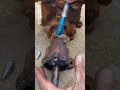 Double handle self locking grease nipple