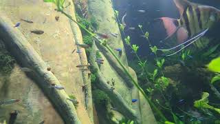 Fish in Aquarium (Slow Mo)