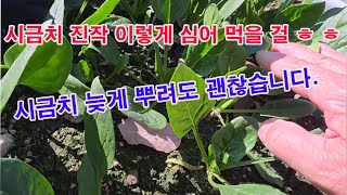 시금치 진작 이렇게 심어 먹을 걸 ㅎ ㅎ , 시금치 늦게 뿌려도 괜찮습니다. 내년 봄까지 기다리지 않아도 됩…