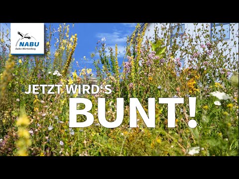 In 5 Schritten vom Rasen zur Wildblumenwiese