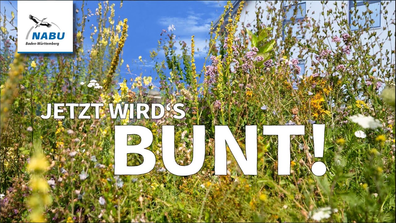 Blumenwiese & Kräuterwiese anlegen – Anleitung  Zeitpunkt zum Säen + Blumenliste