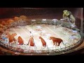 Ringling Bros Tigers And Lions