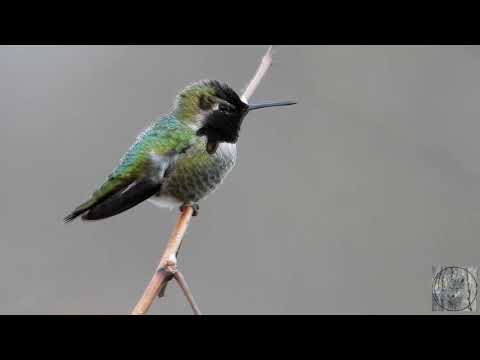 Friday Facts - the Anna’s and Rufous hummingbirds of my Wild Vancouver - #vanbirdparty #vanbirdweek