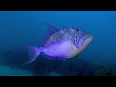 Aggressor Belize III Liveaboard