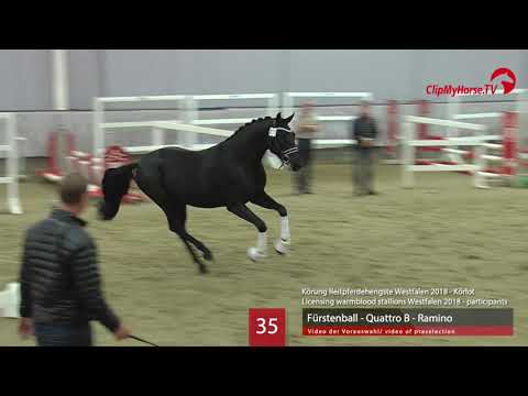 35 Hengst v. Fürstenball - Quattro B - Ramino