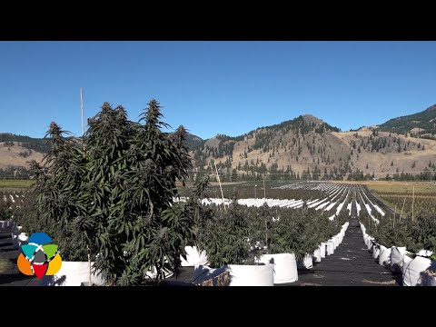 Massive 60 acre cannabis growing operation