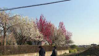 埼玉吉見町さくら堤公園おまけ🌸🌸🌸