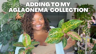 Plant Haul 2025 | Stunning Aglaonemas + Rare Neon Queen Pothos