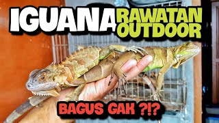 THE DIFFERENCES OF TREATING OUTDOOR AND INDOOR IGUANAS