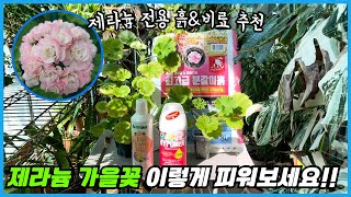 제라늄 가을꽃 펑펑 터트리기 위한 꿀팁들!! 제라늄 가을관리!!