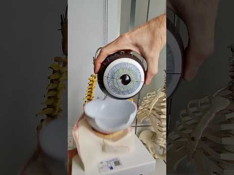 The iris and the pupil. #anatomy