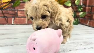 ハーフ犬の動画01