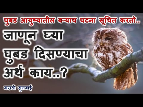 Seeing an Owl Spiritual Meaning || जाणून घ्या घुबड दिसण्याचा अर्थ काय..? घुबड दिसणे शुभ की अशुभ..?
