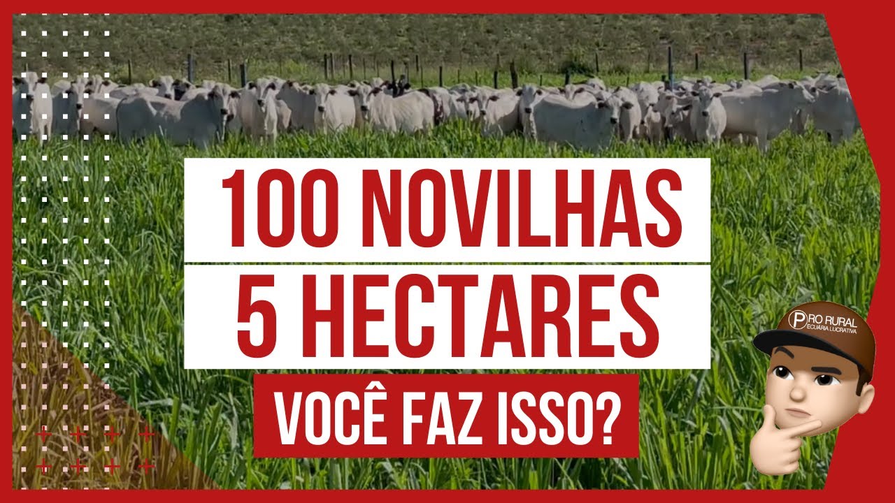 100 NOVILHAS de RECRIA em 5 HECTARES - PASTEJO ROTACIONADO ADUBADO e IRRIGADO para BOVINOS DE CORTE