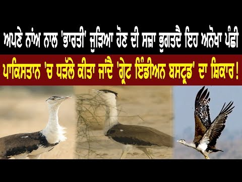 ਆਪਣੇ ਨਾਂਅ ਨਾਲ ਭਾਰਤੀ ਜੁੜਿਆ ਹੋਣ ਦੀ ਸਜ਼ਾ ਭੁਗਤਦੈ ਇਹ ਅਨੋਖਾ ਪੰਛੀ