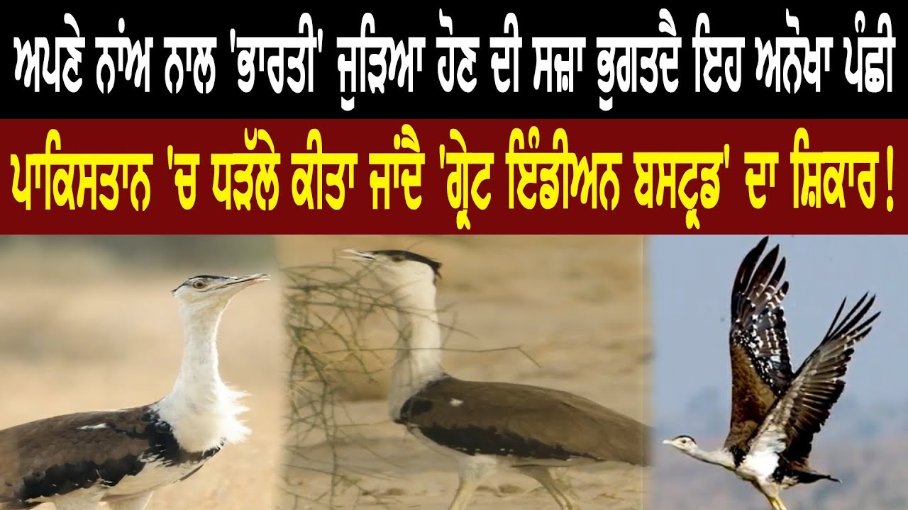 This unique bird carries the punishment of being an Indian attached to its name. This unique bird carries the punishment of being an Indian attached to its name.