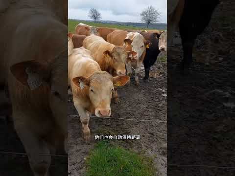 明明几根细线，为啥牛马都不敢靠近？ #电子围栏 #放牧