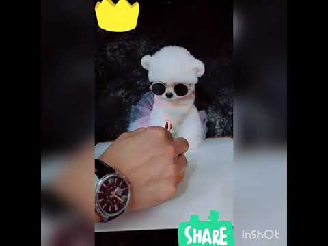 very beautiful hush puppies 🥰🥰