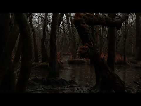 Louisiana Swamp Sounds
