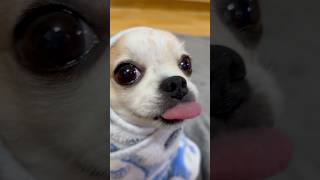 Golden ⭐️#huntrix #demonhunters #golden