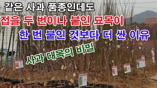 같은 사과 품종 묘목인데도 접을 두 번이나 붙인 묘목이 한 번 붙인 것보다 더 싼 이유(사과 대목의 비밀) …