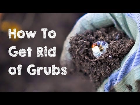How to Get Rid of Grubs