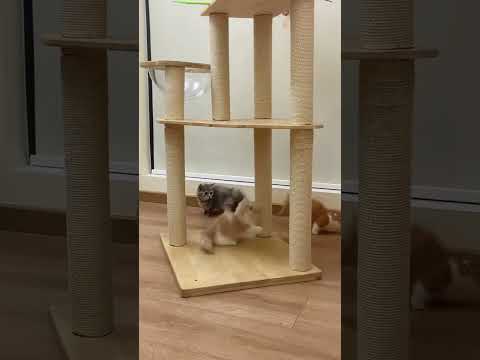 Funny cats #shortsvideo