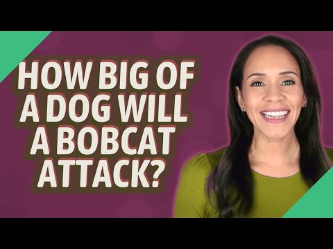 How big of a dog will a Bobcat attack?