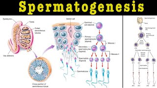 spermatogenesis I spermatogenesis class 12 I spermatogenesis physiology I Process of sperm formation