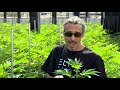 Cannabis Trimming Training Pruning Kyle Kushman Green Flower Cannabis Cultivation Course