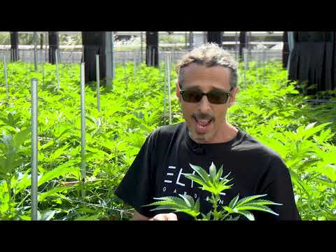 Cannabis Trimming, Training & Pruning: Kyle Kushman ...