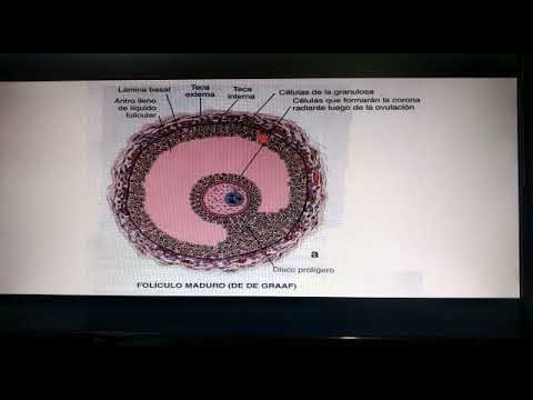 4 Ovulación