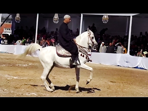 خيل وخيالة - رقص خيل صعيدي _  Dancing Horse egypt