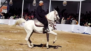 خيل وخيالة رقص خيل صعيدي dancing horse egypt
