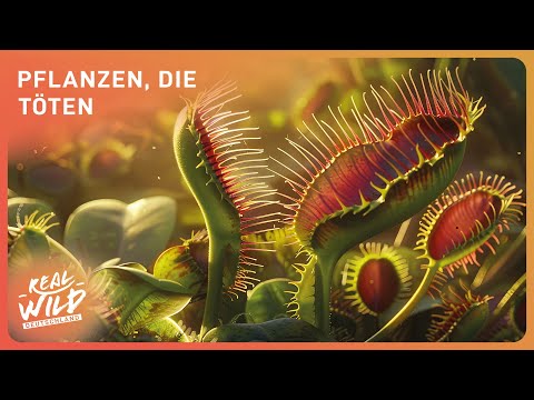 Doku: Die tödlichsten Tricks der Natur