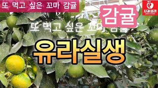 [감귤재배] 제주 꼬마감귤/유라 실생/맛 최고/알 굵게하는 법