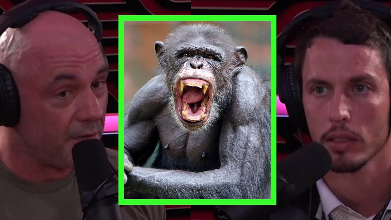 Joe Rogan Talks About Chimp Attacks
