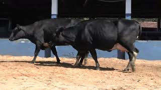 Vídeo 80 - 1ª ETAPA MEGA LIQUIDAÇÃO TOTAL AGROPECUÁRIA MARAJOARA - DIA 4 | GADO GIROLANDO E HOLANDÊS